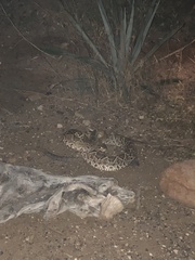 Crotalus basiliscus