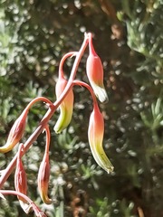 Gasteria