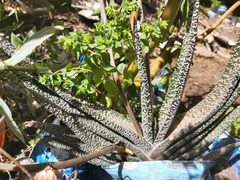 Gasteria