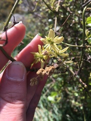 Clematis foetida
