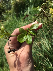 Clematis foetida