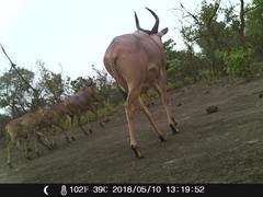 Alcelaphus buselaphus major