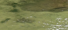 Ellochelon vaigiensis