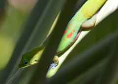 Phelsuma laticauda