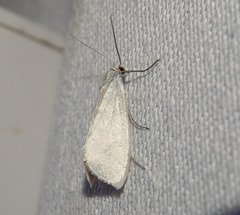 Tipanaea patulella