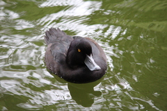 Aythya novaeseelandiae