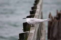 Sterna striata striata