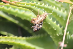 Amphipsalta