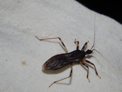 Reduvius tarsatus