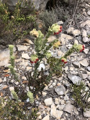 Hermannia trifoliata