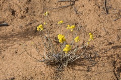 Chrysocephalum apiculatum