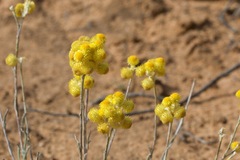 Chrysocephalum apiculatum