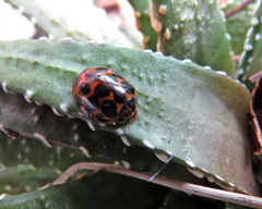 Harmonia conformis