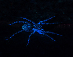 Lycosinae