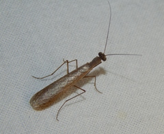 Tarachodes
