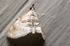 Trichophysetis cretacea