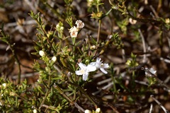 Westringia rigida