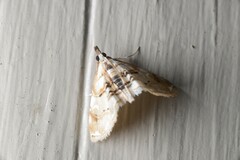 Trichophysetis cretacea