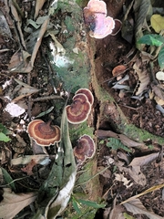 Microporus