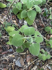 Coleus grandidentatus