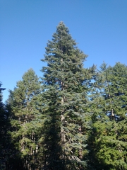 Abies procera