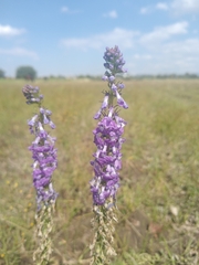 Lobelia fenestralis