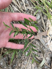 Phyllanthus virgatus