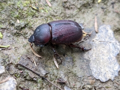 Scarabaeoidea