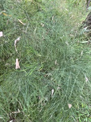 Asparagus virgatus