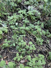 Coleus grandidentatus