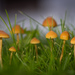 Galerina semilanceata - Photo (c) Mike Potts, some rights reserved (CC BY-NC-ND), uploaded by Mike Potts
