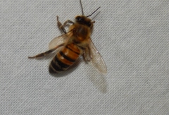 Apis mellifera scutellata