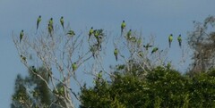 Aratinga nenday