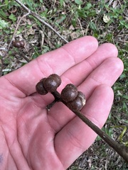 Grewia latifolia