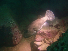 Arothron stellatus