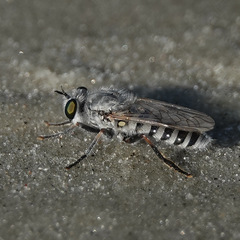Laphystia