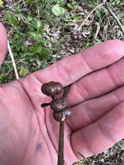 Grewia latifolia