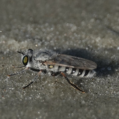 Laphystia