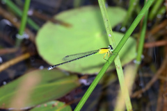 Ischnura pruinescens