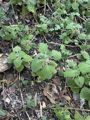 Coleus grandidentatus