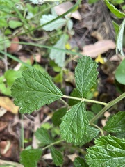 Rubus parvifolius