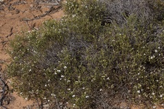 Westringia rigida
