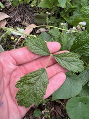 Rubus parvifolius