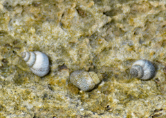Littoraria pintado