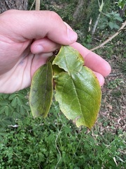 Clerodendrum floribundum