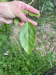 Clerodendrum floribundum