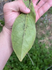 Clerodendrum floribundum