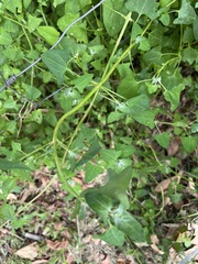 Chenopodium robertianum