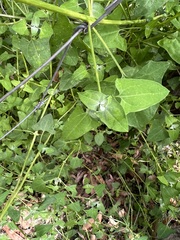 Chenopodium robertianum