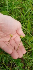 Geum japonicum